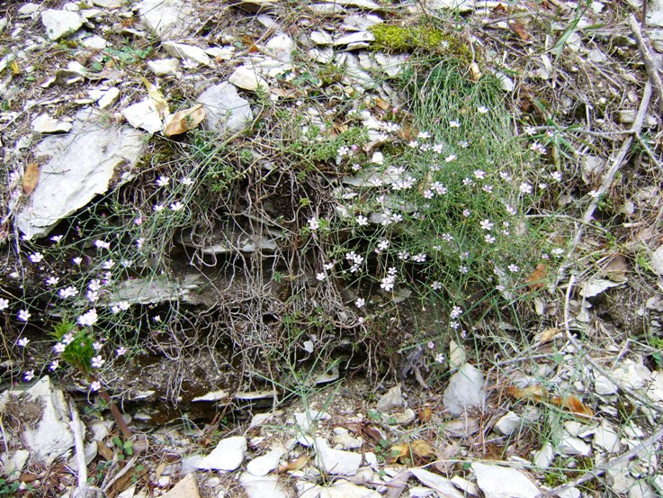 Petrorhagia saxifraga sl.